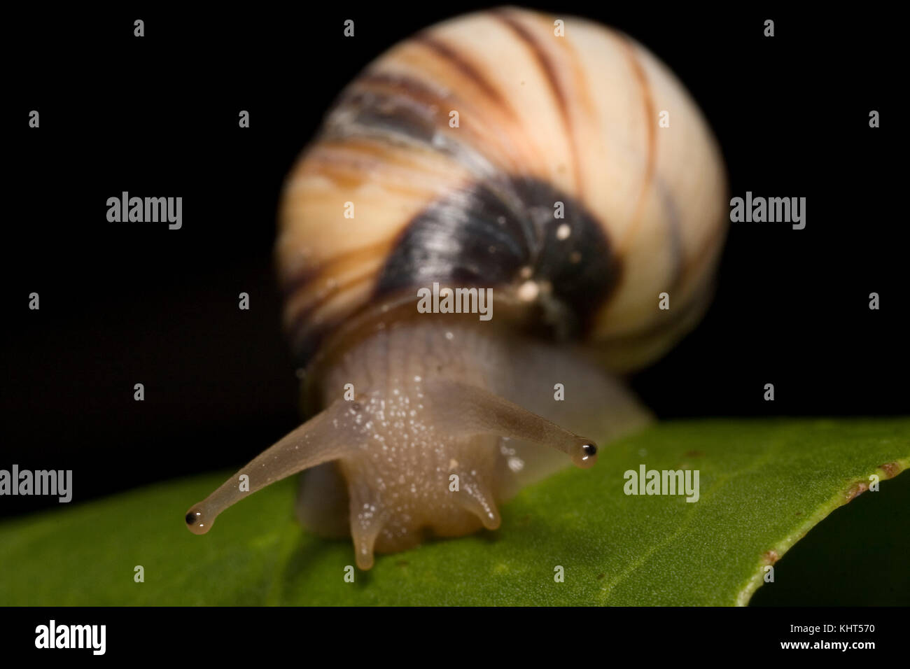 Augen einer Schnecke Stockfoto