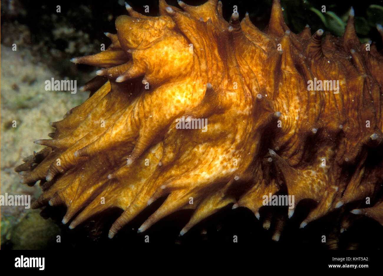 Tiger Tail Seegurke, Holothuria thomasi, Florida Keys National Marine Sanctuary, Florida Stockfoto