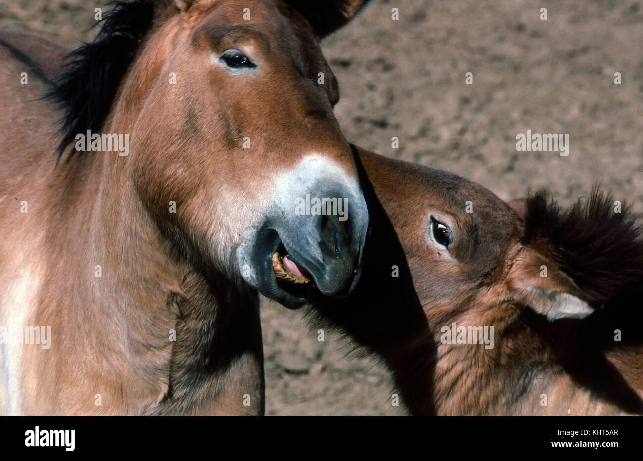 Prezwalskis Pferd Stockfoto