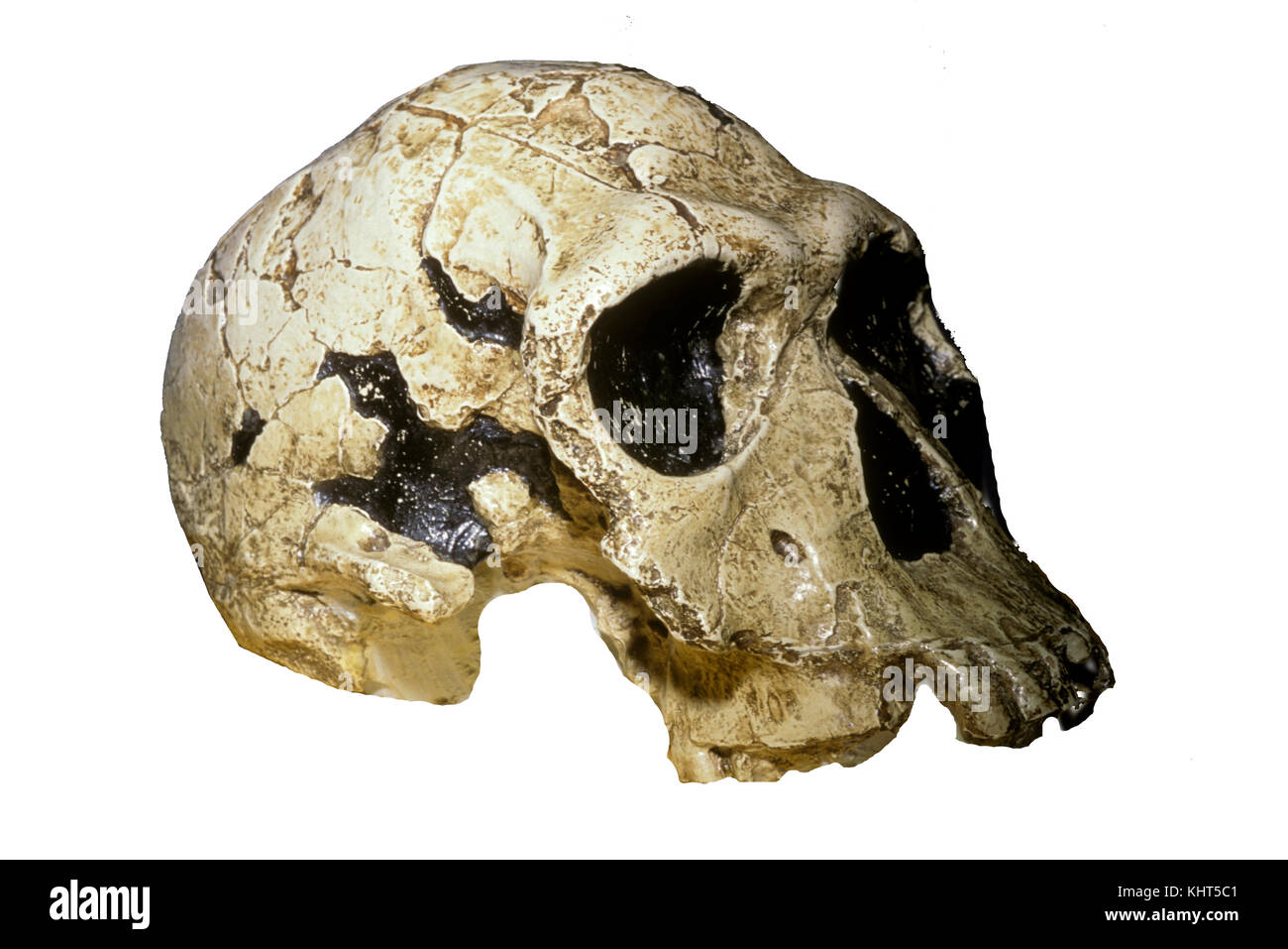 Homo habilis Schädel Stockfoto