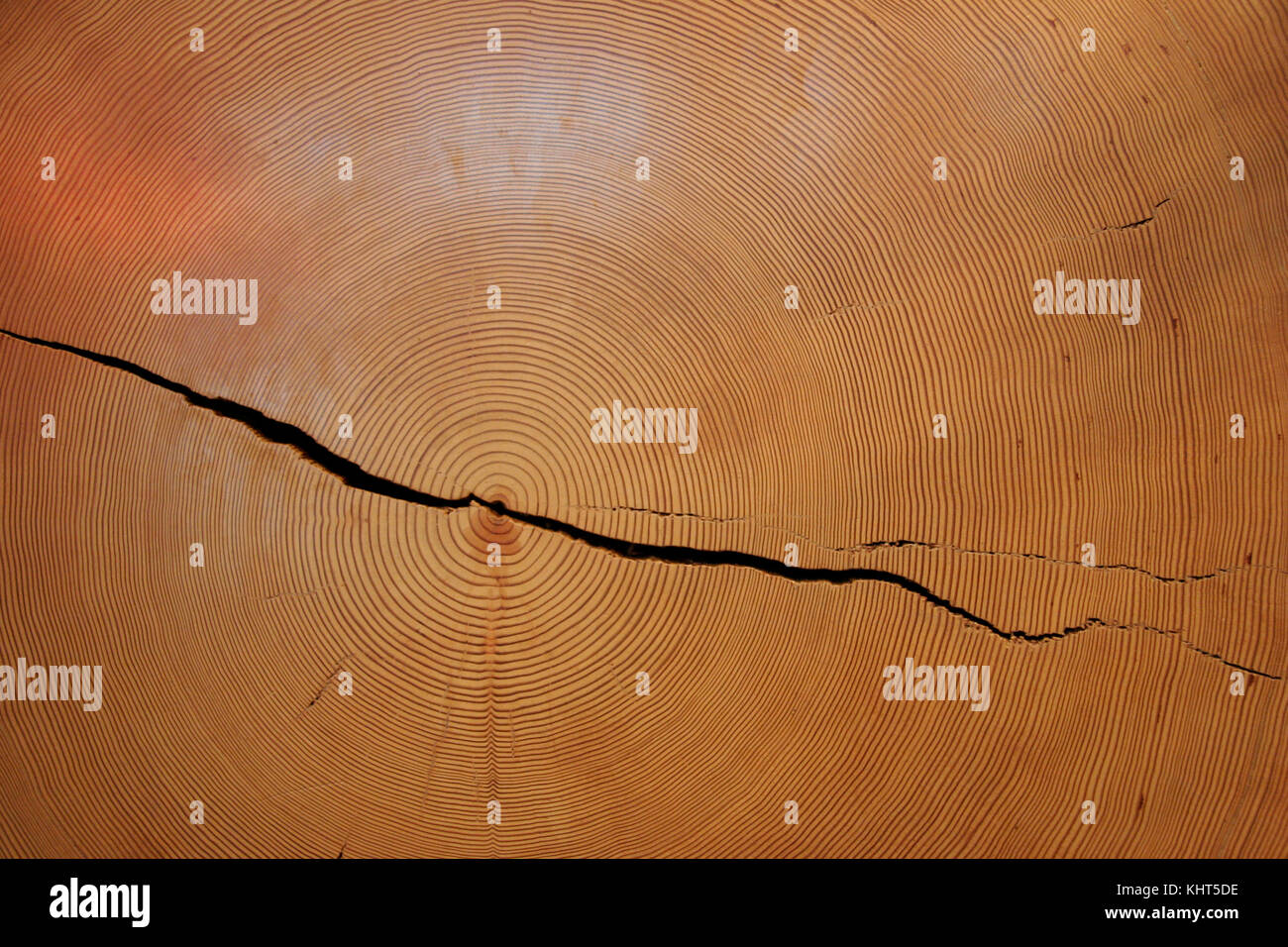 Jahrringe Stockfoto