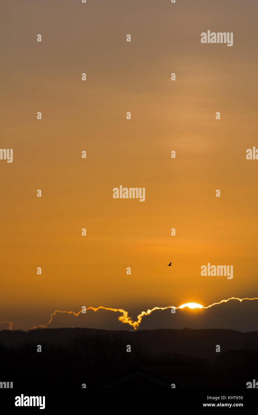 Sonnenaufgang mit Sun Säule über friston Wald, East Sussex. mit Text oder Text. Stockfoto