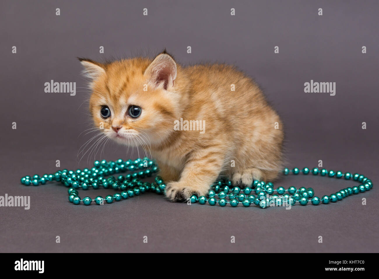 Britische Kätzchen orange und blau Perlen für Weihnachten Dekoration Stockfoto