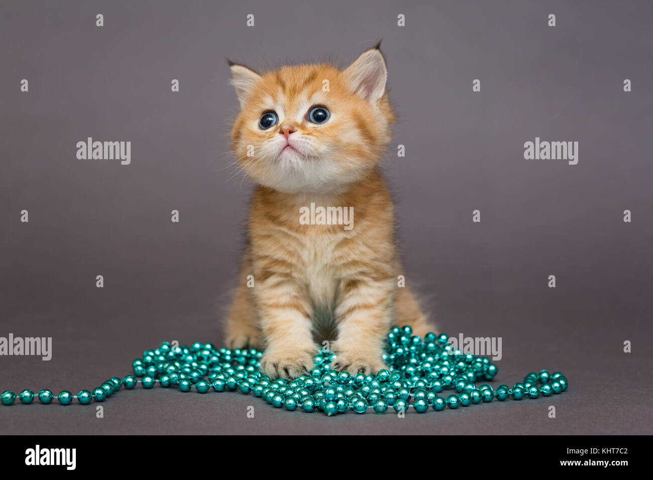 Britische Kätzchen orange und blau Perlen für Weihnachten Dekoration Stockfoto