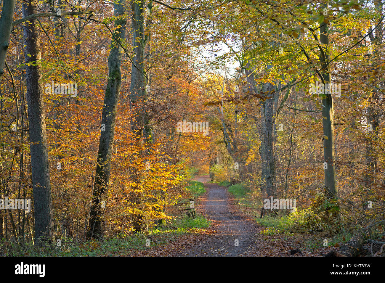 Wald im Herbst, Lüneburg, Niedersachsen, Deutschland Stockfoto