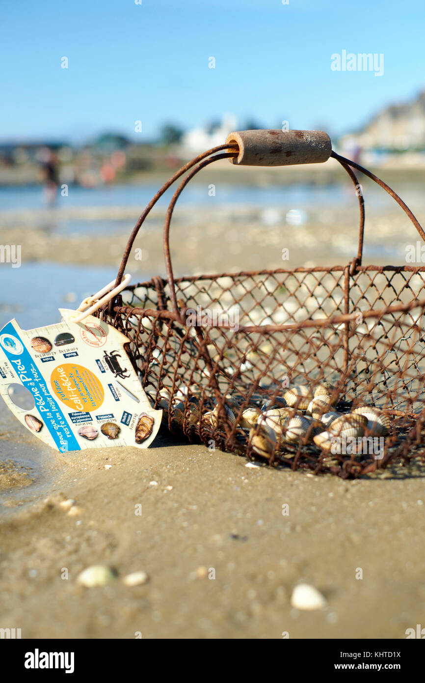 Nachhaltige Schalentiere Kommissionierung messen und Korb bei Ebbe in Le Croisic auf der Halbinsel Guérande in der Loire-Atlantic Region Bretagne Frankreich. Stockfoto