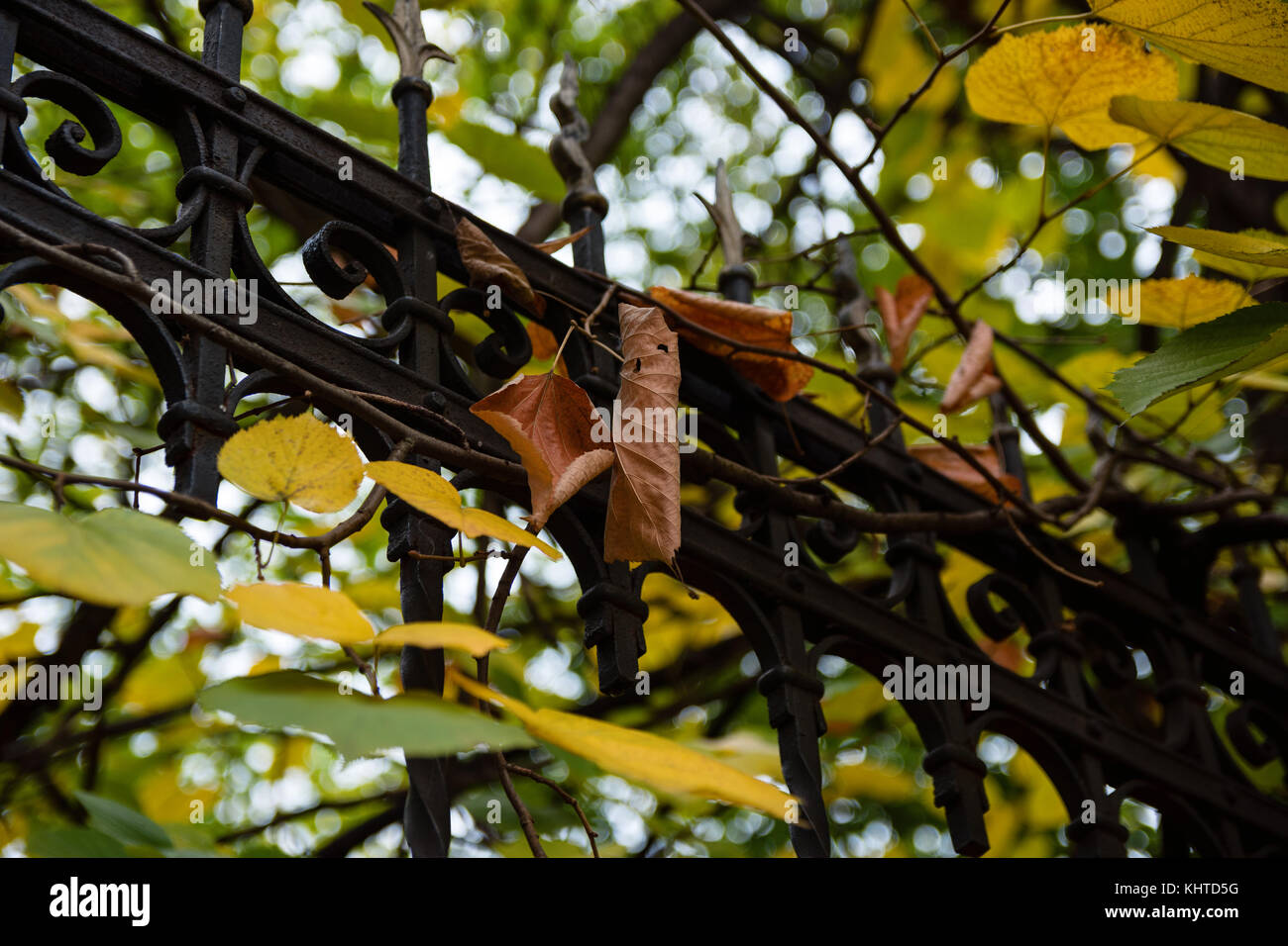 Herbst Blätter hängen von Rusty Gusseisen Zaun Stockfoto
