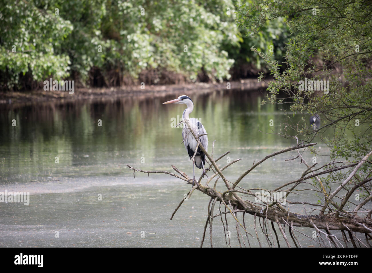 Heron-Vogel, der vor dem Hintergrund eines Sees auf einem Ast sitzt. Im Battersea Park, London Stockfoto