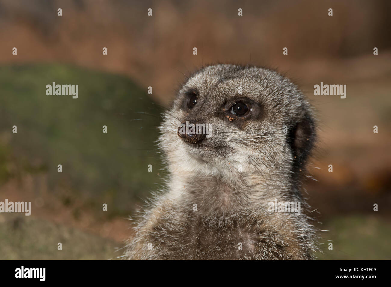 Erdmännchen, Suricata suricatta, Portrait schließen, während in der Sonne zu sitzen. Stockfoto