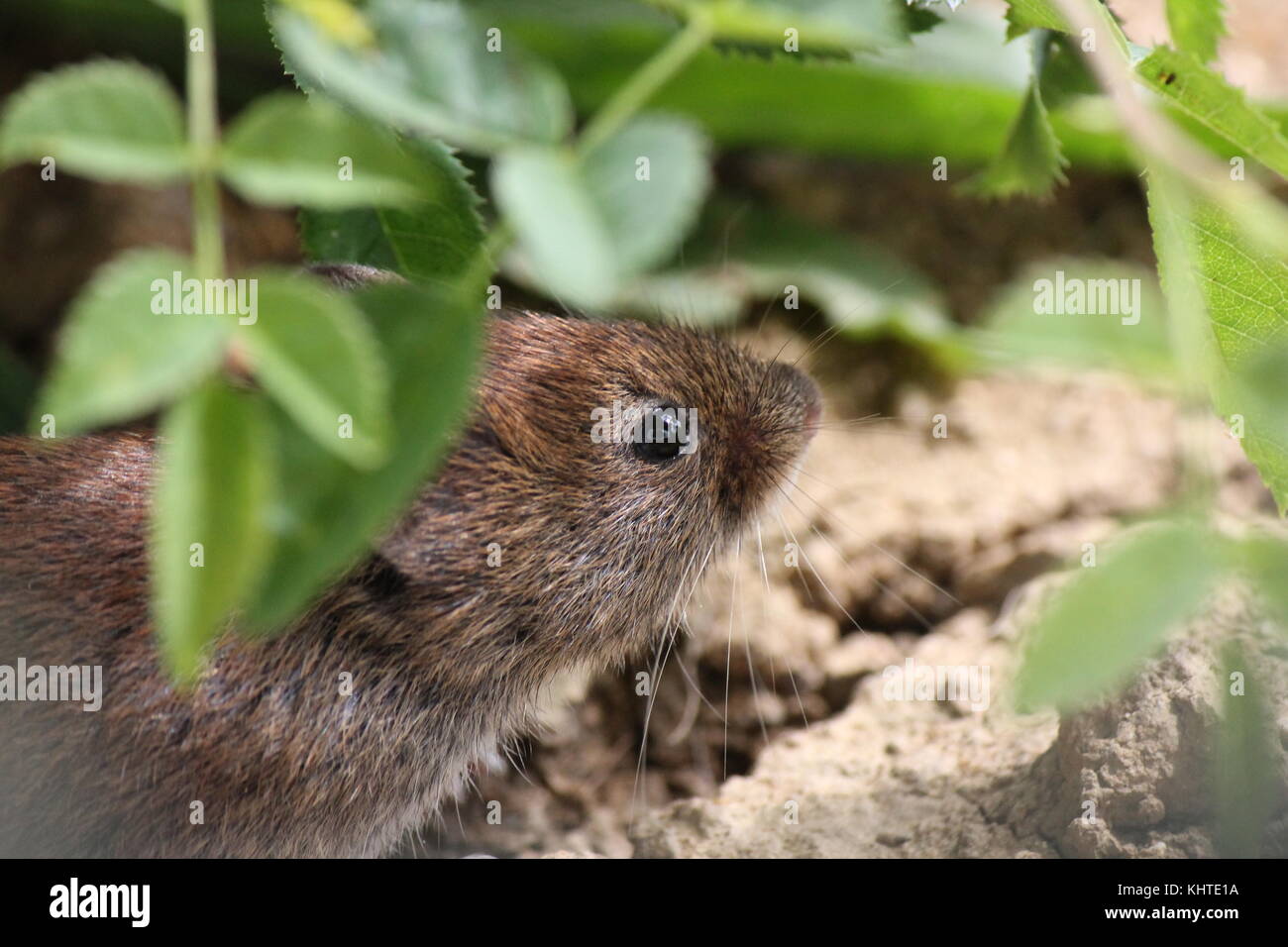 Holz MAUS APODEMUS SYLVATICUS, Portrait schließen, während Sie suchen, suchen nach Nahrung. Stockfoto