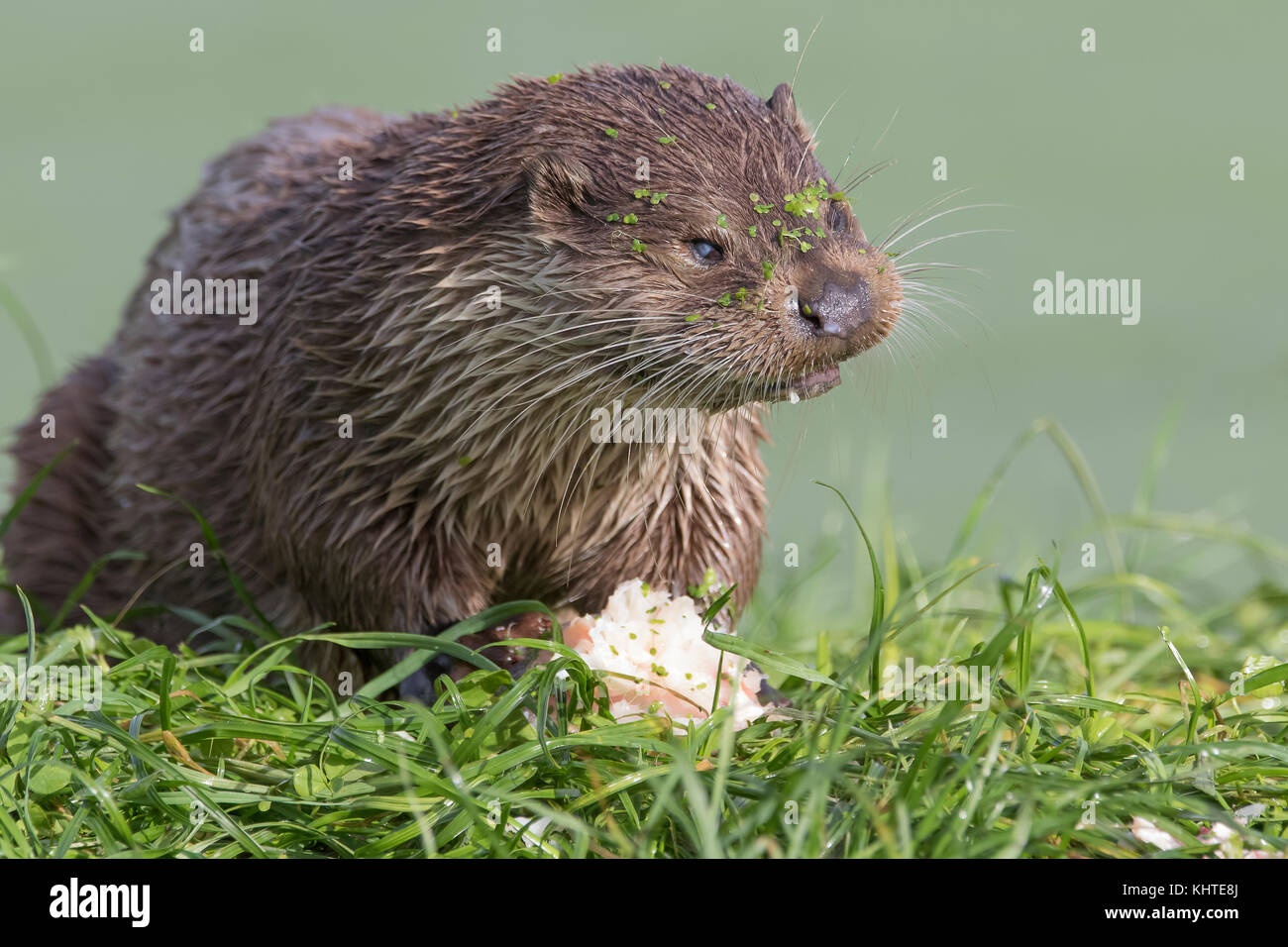 Fischotter, Lutra Lutra, Portrait in der Nähe beim Essen, Schwimmen, von niedrigen Ebene Stockfoto