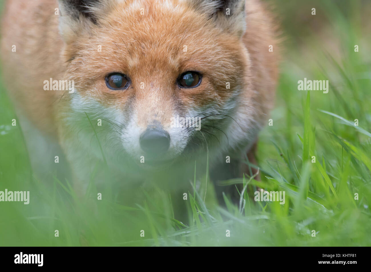 Red Fox, Vulpes vulpes, Nahaufnahme, Porträt von Gesicht und Körper innerhalb von langen Gras und in der Nähe ein Teich mit Reflexion in Devon, England im Herbst. Stockfoto