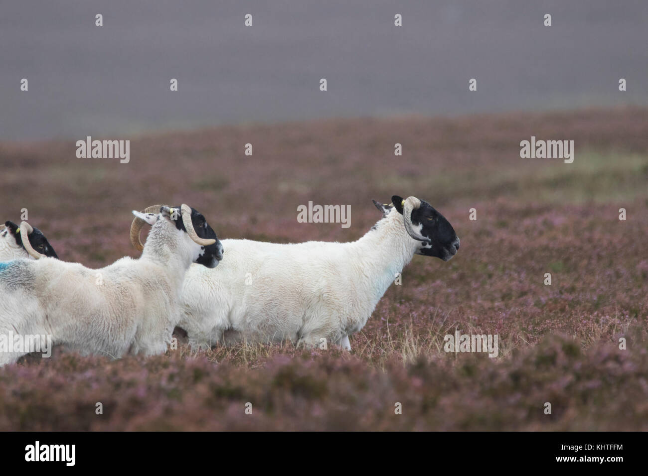 Schottische blackfaced Schaf, Ovis Aries, häusliche, Nahaufnahme, Porträt des Einzelnen und der Gruppe in den Bergen mit unscharfen Hintergrund Stockfoto