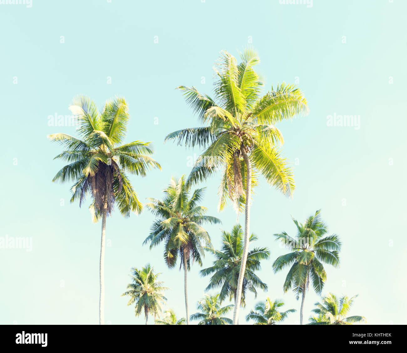 Kokospalmen gegen den blauen Himmel. Getonten Bild Stockfoto