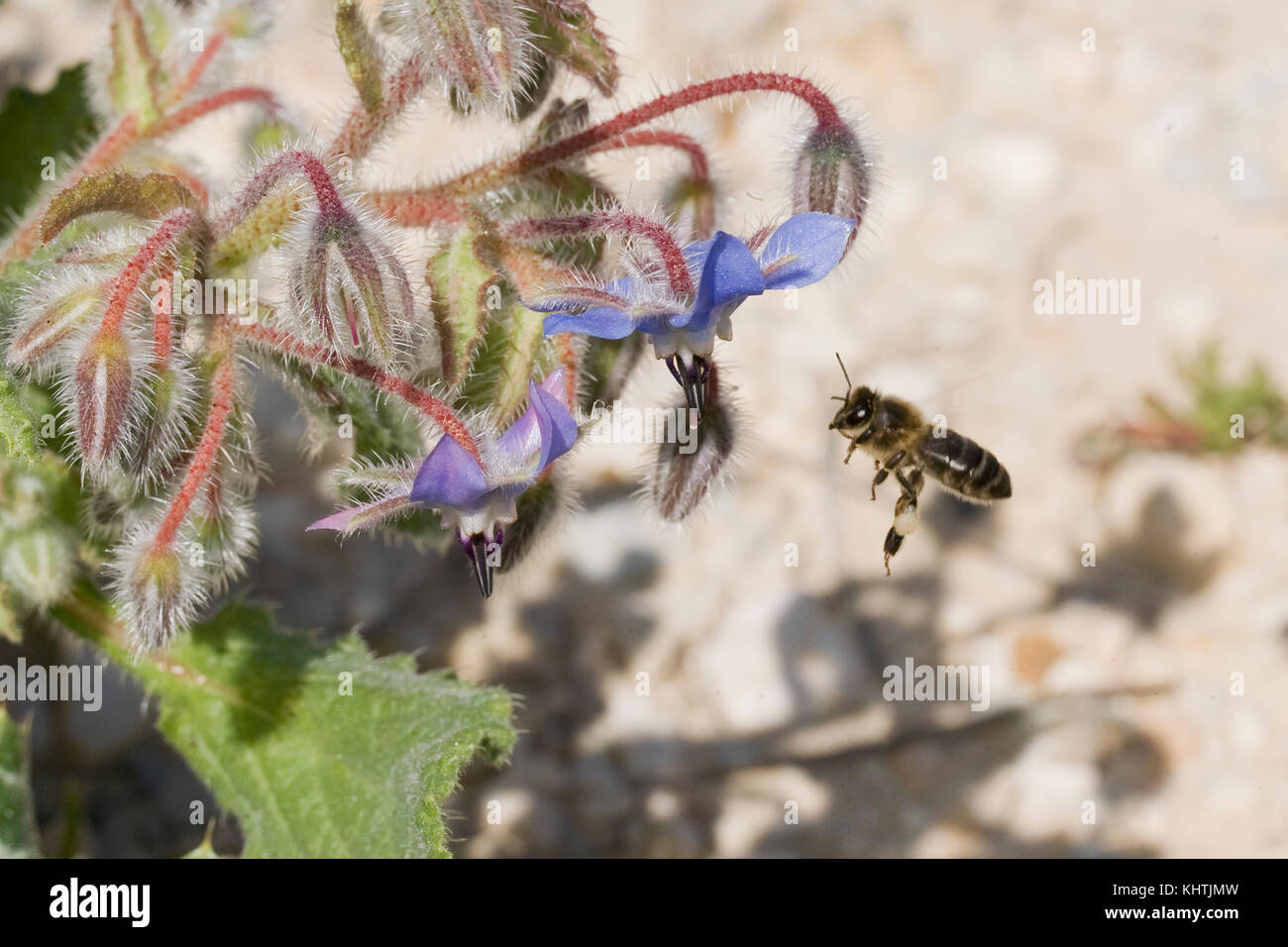 Europäische Honigbiene (APIs mellifera), die Pollen und Nektar aus Borretsch sammelt (Borago officinalis) Stockfoto