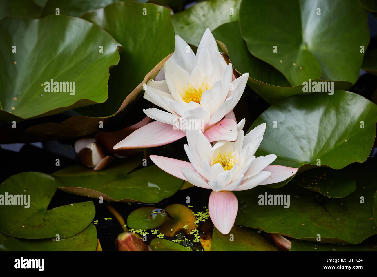 Lily Pads und Nymphaea Pflanzen, durch seine mehr Common Name eines Waterlilly in einem Teich auf dem Gelände der Whalley Abbey in der Ribble Valley, Lancashir Stockfoto