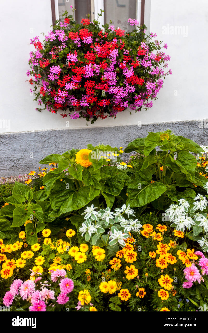 Blühende Geranien auf Fenster und Blumenbeet, Tschechische Republik Stockfoto