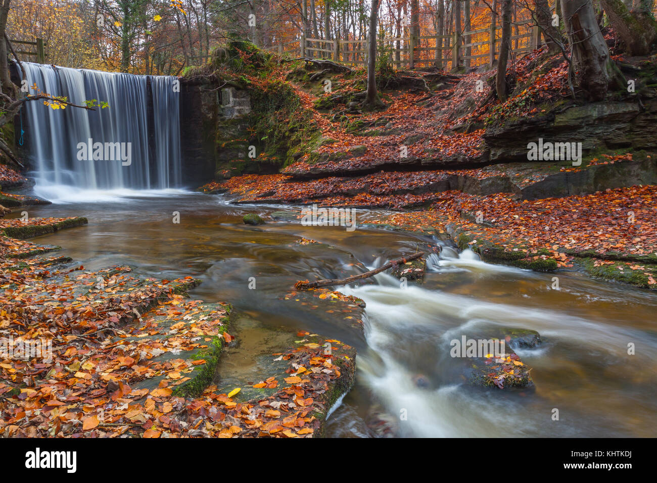Herbstfarben im Wald bei nant Mühle, Wales Stockfoto