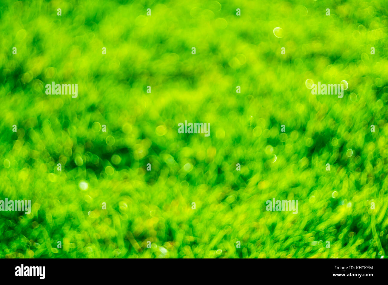 Tau auf dem Gras ist unscharf, Design, Natur, Herbst, Hintergründe, Schönheit, Botanik, Farbe, Tau, Tropfen, Gras, grün, Saison, Sonne, Sun, saftig, Beau Stockfoto