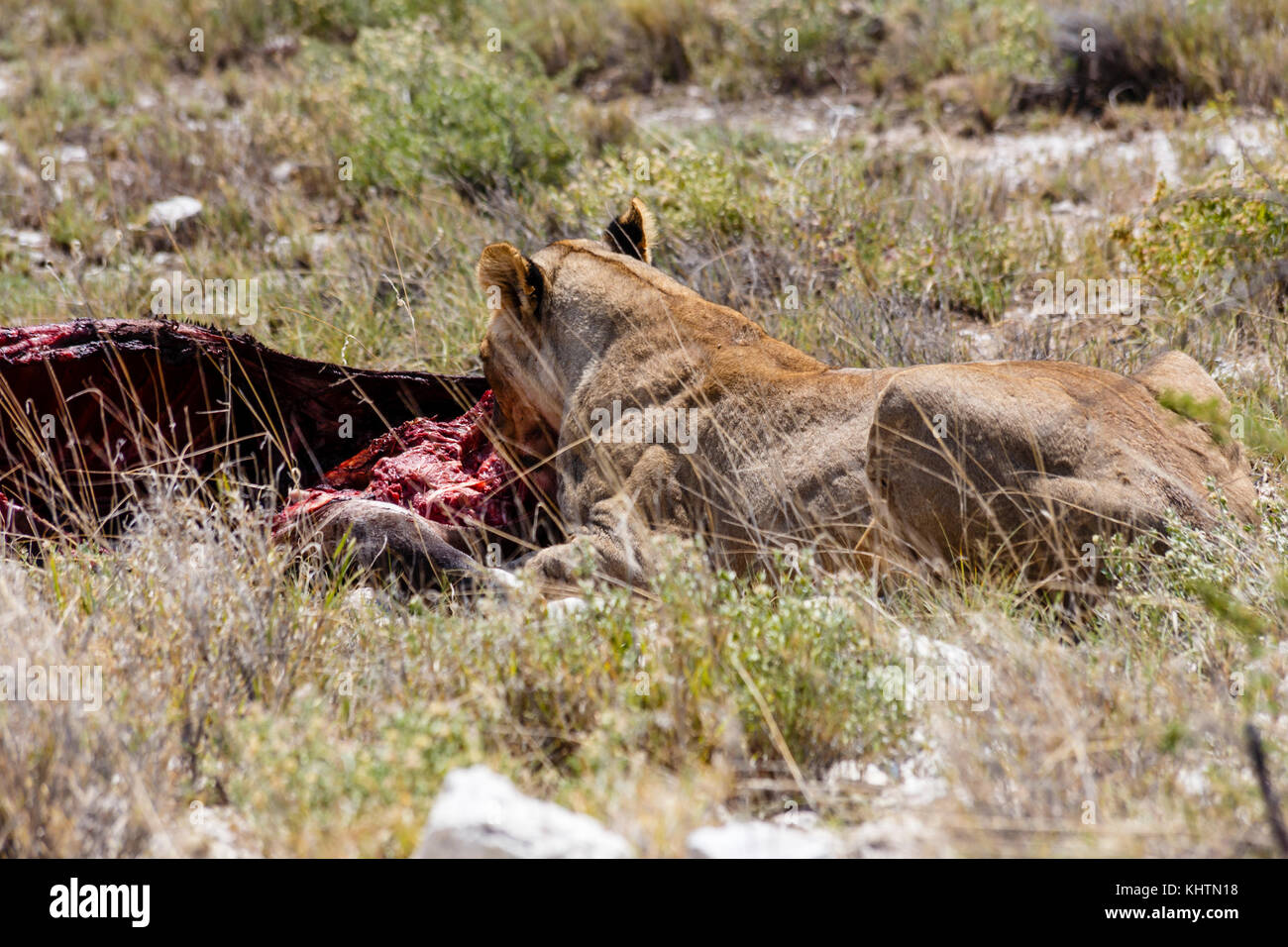 Löwe, der eine Antilope isst Stockfoto