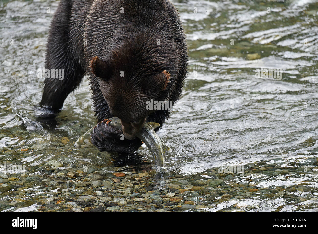 Braunbär, Fish Creek, Bach, Fluss, Bach, Lachs, Fütterung auf Lachs, Lachs, Lachs Rogen, Fisch, Ei, Rogen, Ursus arctos, Hyder, Alaska, Stewart bc Stockfoto