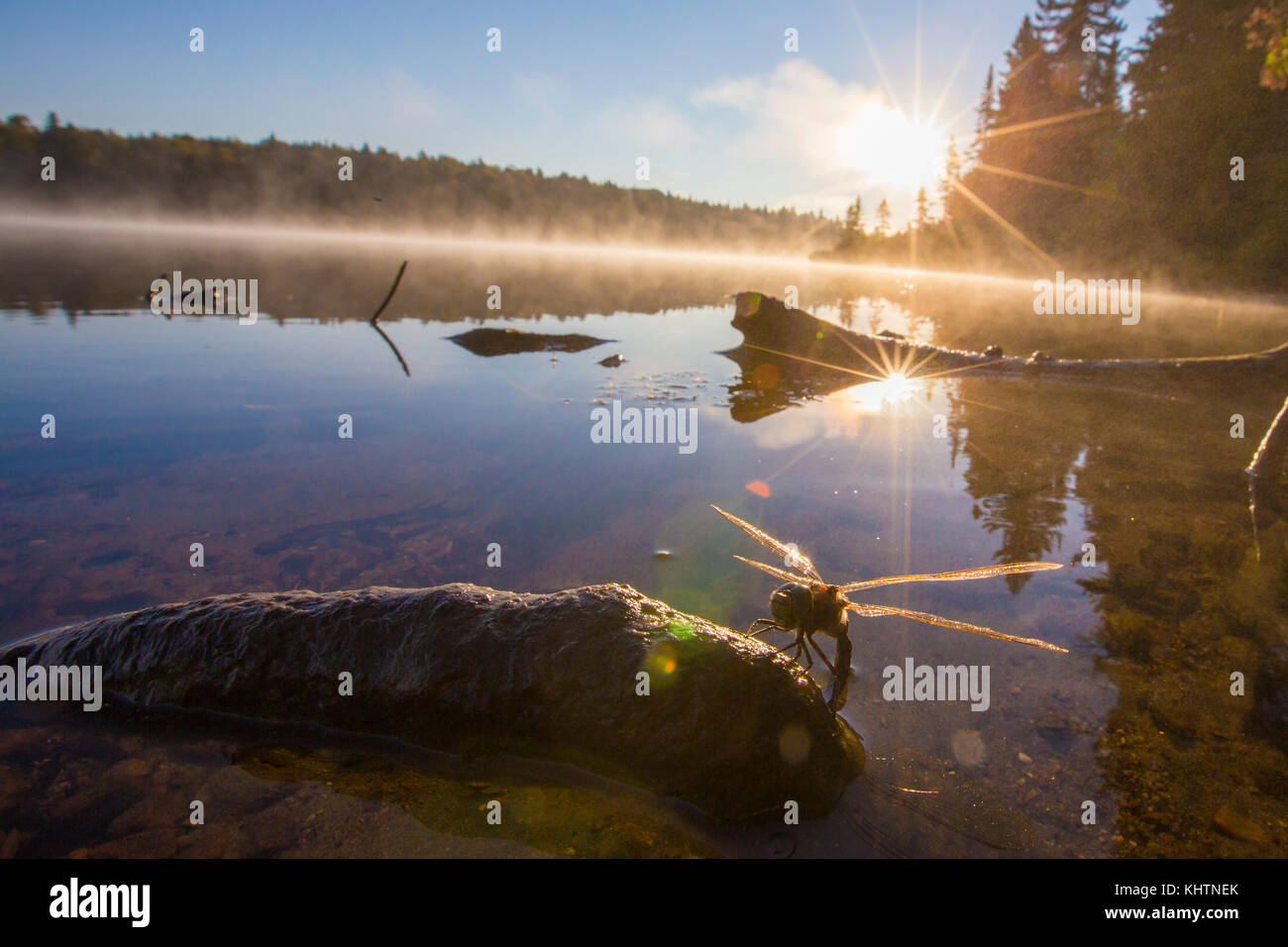 Dragonfly Eier im Sonnenschein, Parc National de la Maurice, Quebec, Kanada Stockfoto