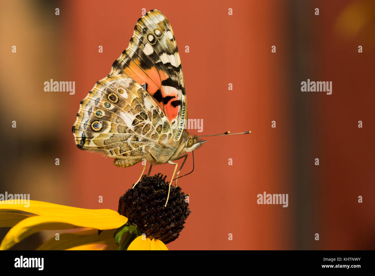 Distelfalter Schmetterling Stockfoto