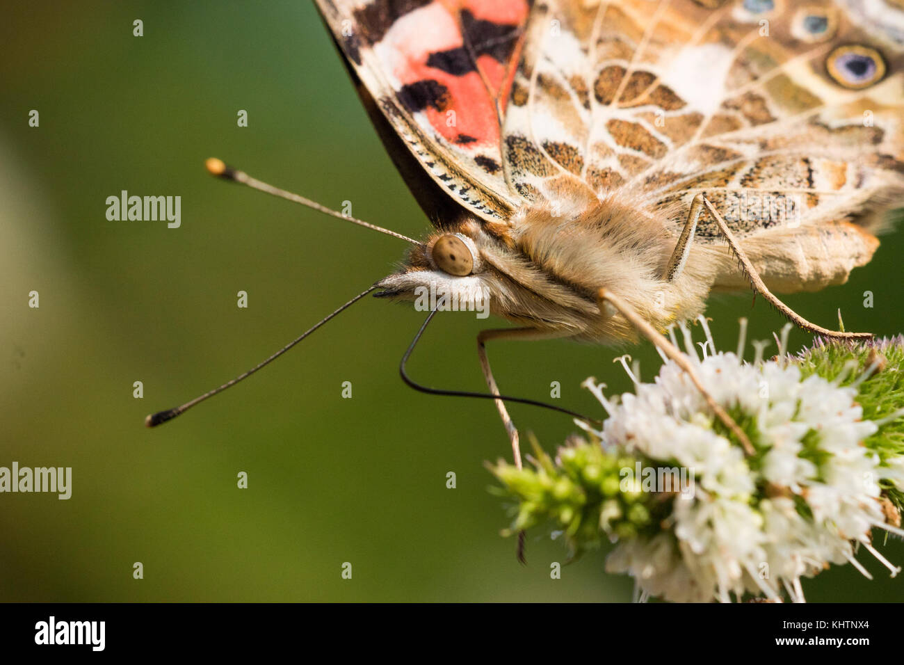 Distelfalter Schmetterling Stockfoto