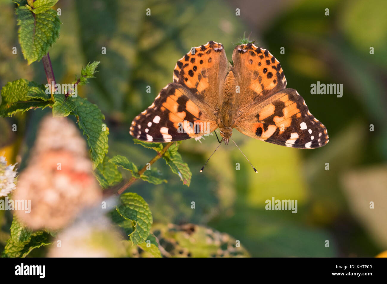 Distelfalter Schmetterling Stockfoto