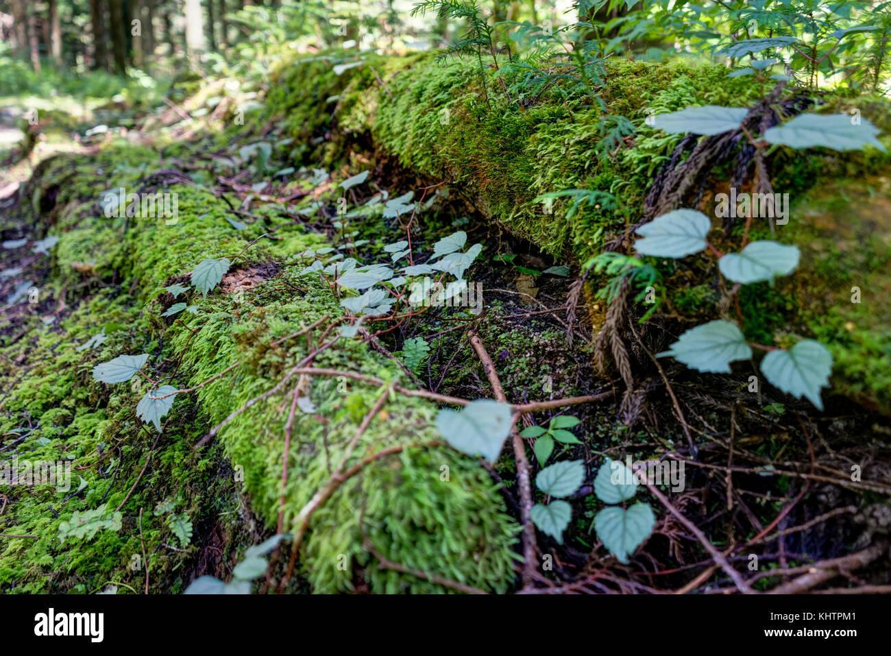 Tsumago Magone Trail Japan - Oktober 2017 Stockfoto