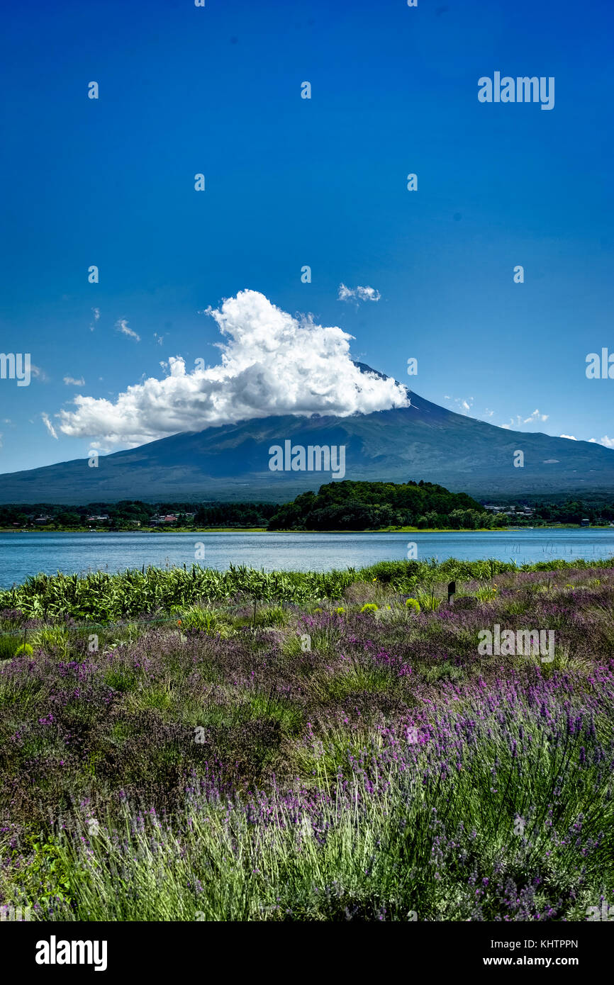 Blick auf den Mount Fuji Lavendel im Sommer mit blauem Himmel und Wolken w Stockfoto