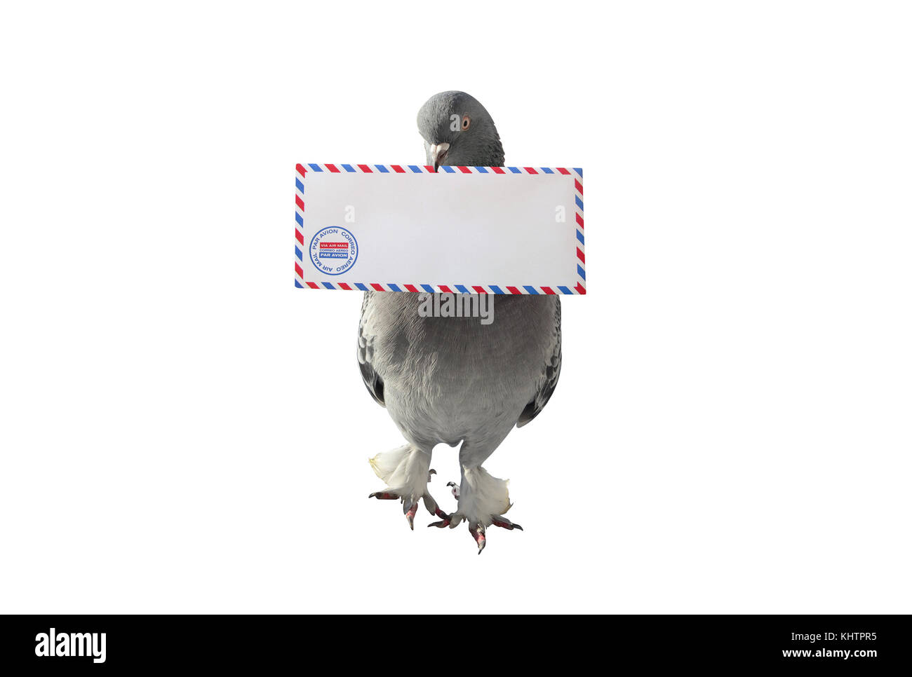 Graue Taube mit Air Mail Umschlag auf weißem Hintergrund Stockfoto