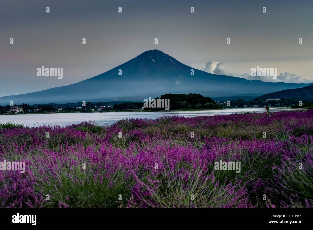 Blick auf den Mount Fuji Lavendel im Sommer mit blauem Himmel und Wolken w Stockfoto