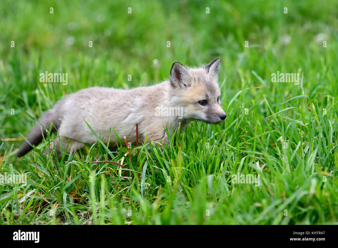 In der Nähe Fox Cub im Gras Stockfoto