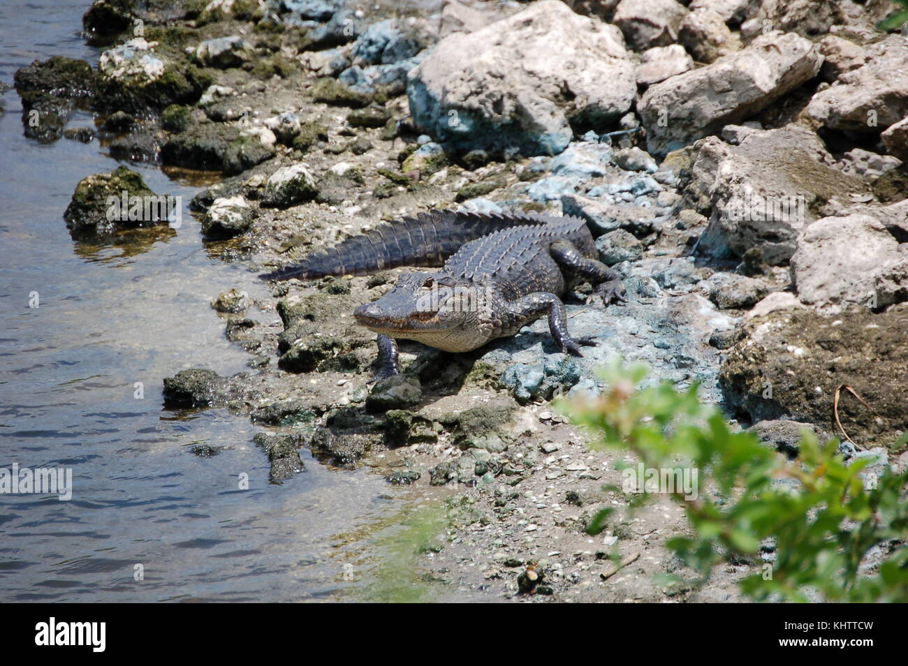 Ein vorsichtiges American alligator auf der Küste des Lake Okeechobee, Florida, USA. Stockfoto