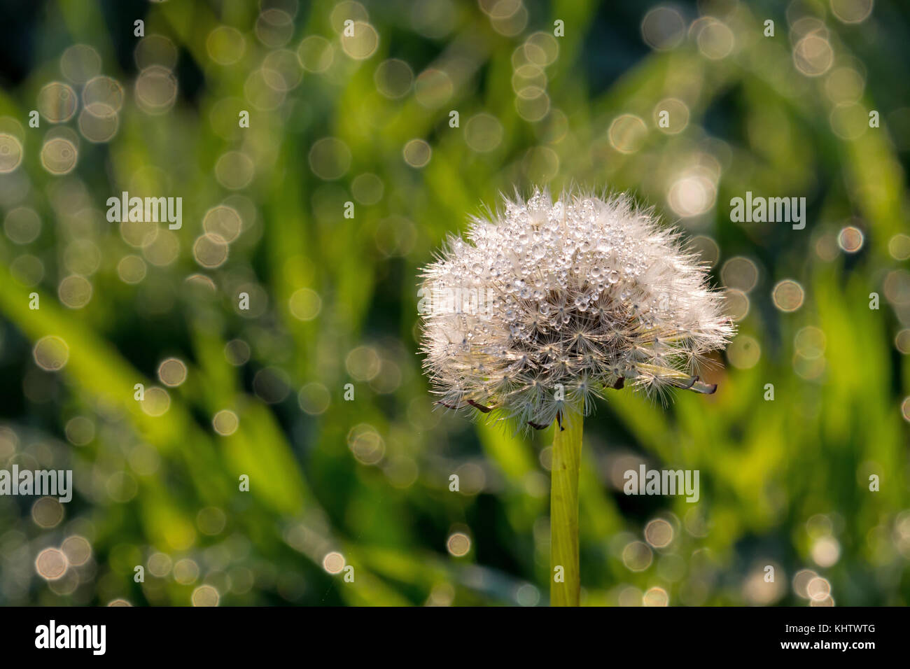 Tau auf Löwenzahn Samen Kopf oder Uhr, mit Platz für Text oder kopieren. Stockfoto