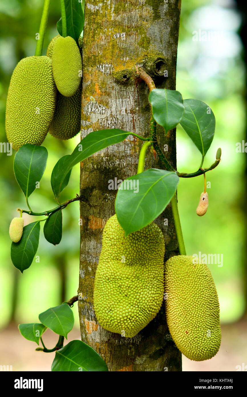 Die jackfrucht (artocarpus Heterophyllus) Stockfoto
