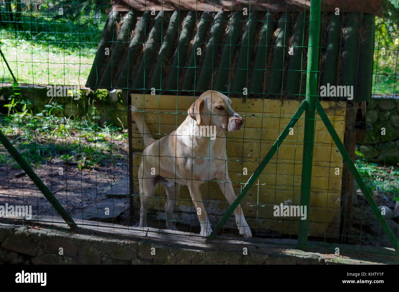 Berglandschaft mit Nadelwald, Glade und großer Hund Labrador Retriever im alten Park tsarska oder Royal bistritsa in der Nähe resort Borovets, r Stockfoto