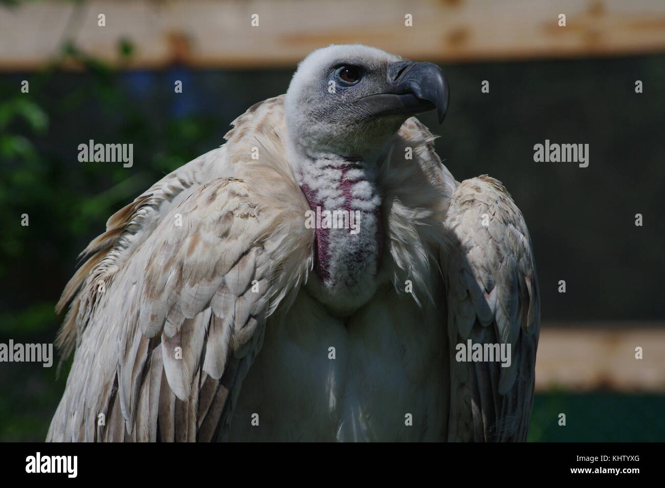 Afrikanische weiß-backed Vulture zeigt volle Ernte nach der Fütterung Stockfoto