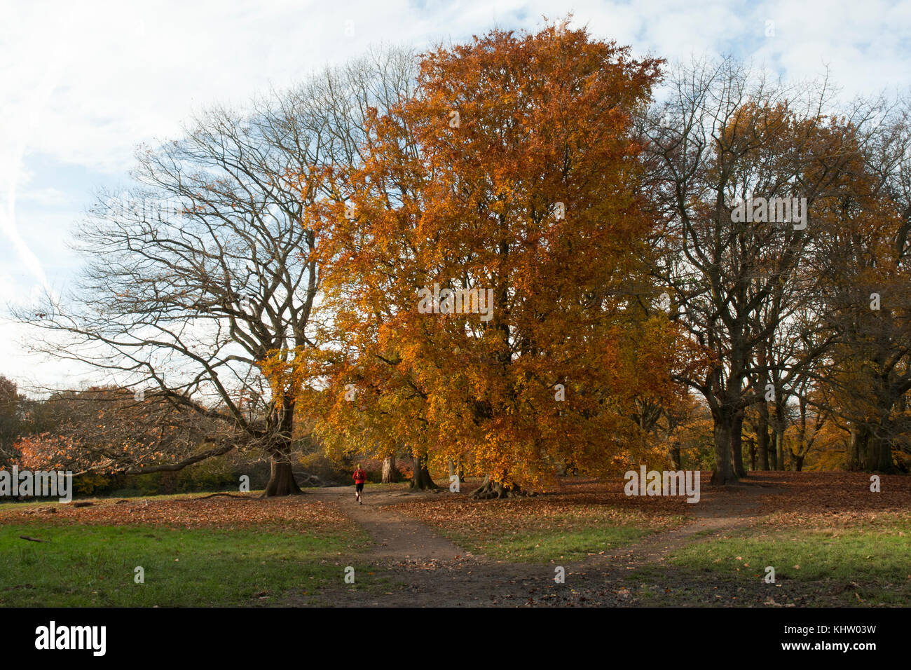 Copse von großen Bäumen im Herbst/Winter in Hampstead Heath, London Uk. Warme Farben. ideal für Walking/laufen. Stockfoto