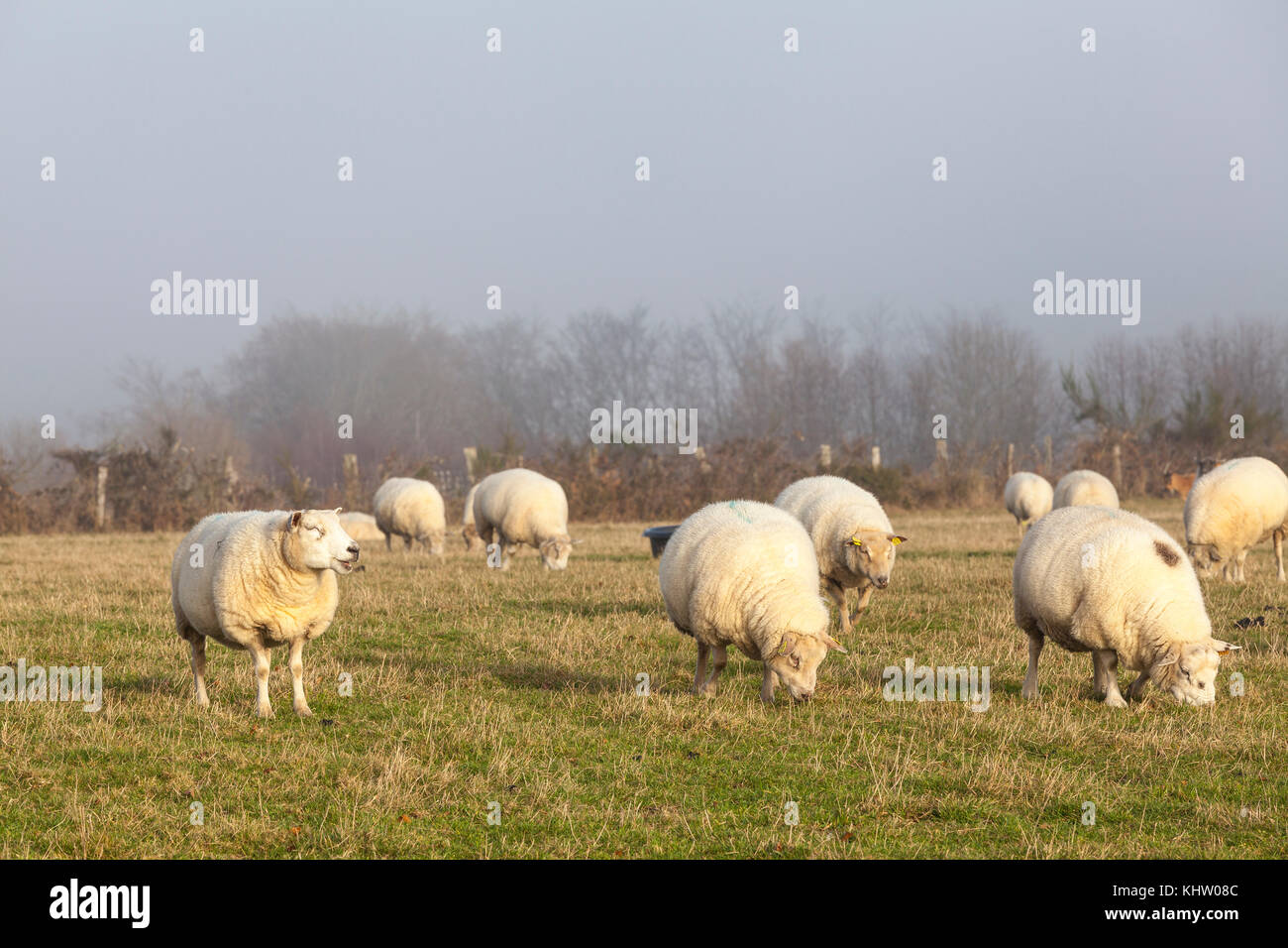 Herde Schafe im Winter als Sturm und Nebel Rolle in hinter Ihnen in warmes Abendlicht Stockfoto