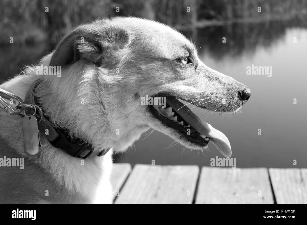 Husky/Australian Shepherd Dog Profil in Schwarz und Weiß Stockfoto