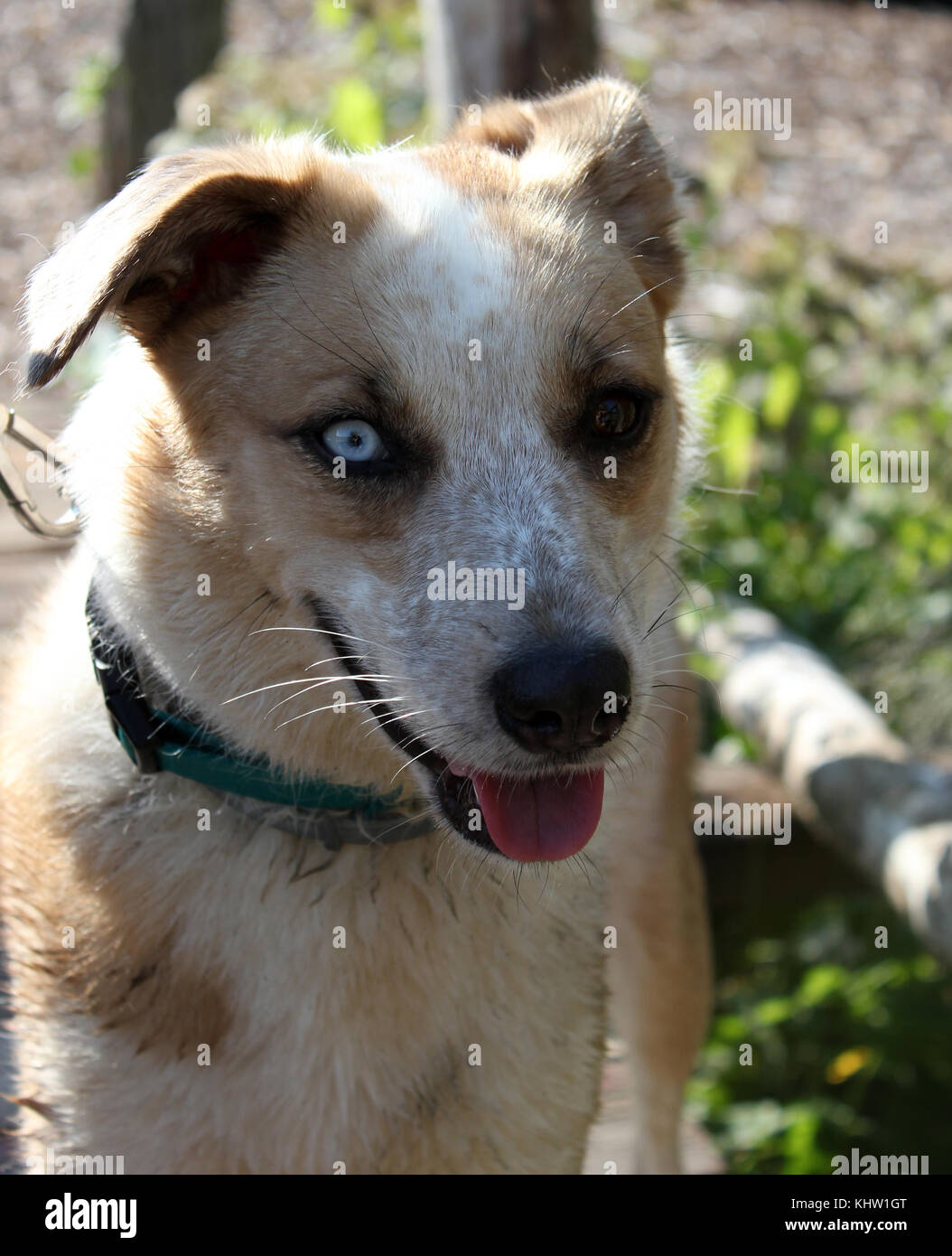 Husky Australian Shepherd mix Hund mit einem blauen Auge und einem braunen Auge schließen Stockfoto