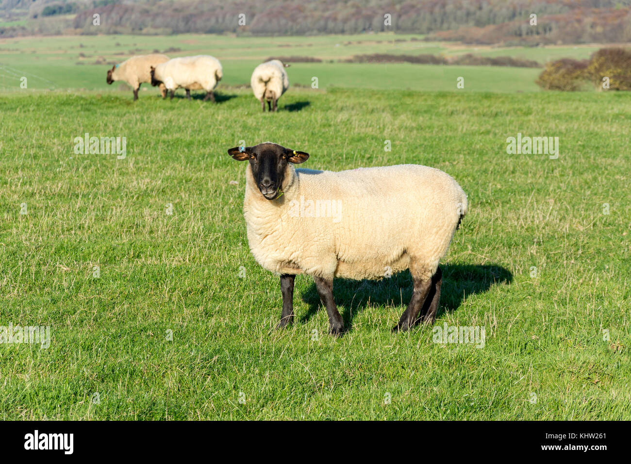 Suffolk Schafe im Feld, Seaford Head Nature Reserve, Seaford, East Sussex, England, Vereinigtes Königreich Stockfoto