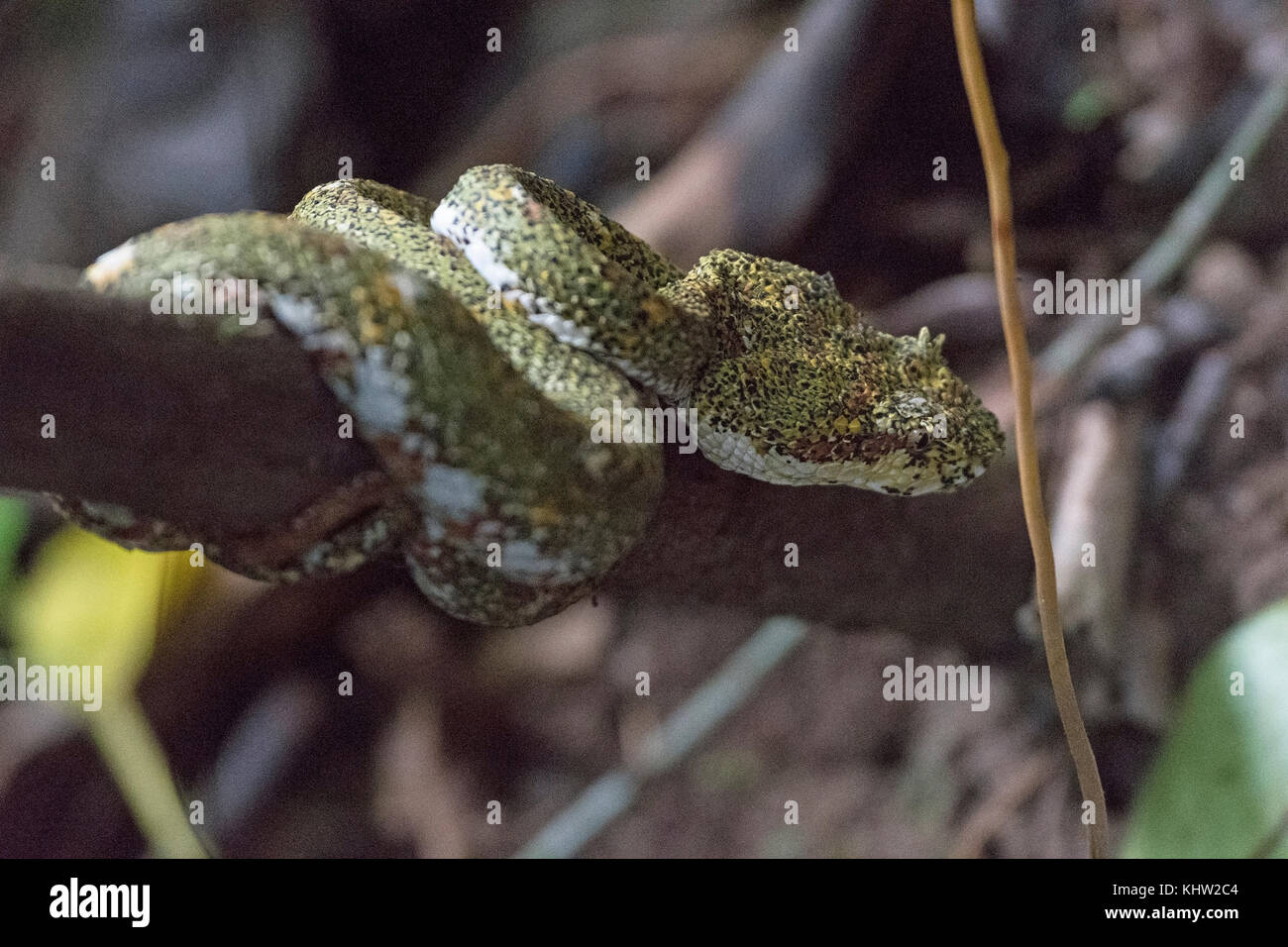 Wimpern Viper im mistico Arenal Cloud forest in Costa Rica Stockfoto