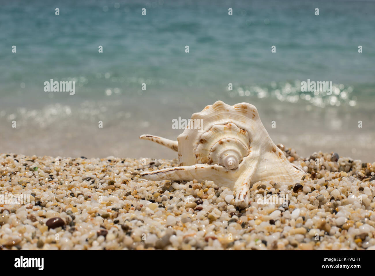 Horizontale geschossen von einer schönen Muschel auf dem kleinen Kiesstrand, geschossen mit einer geringen Tiefenschärfe Stockfoto