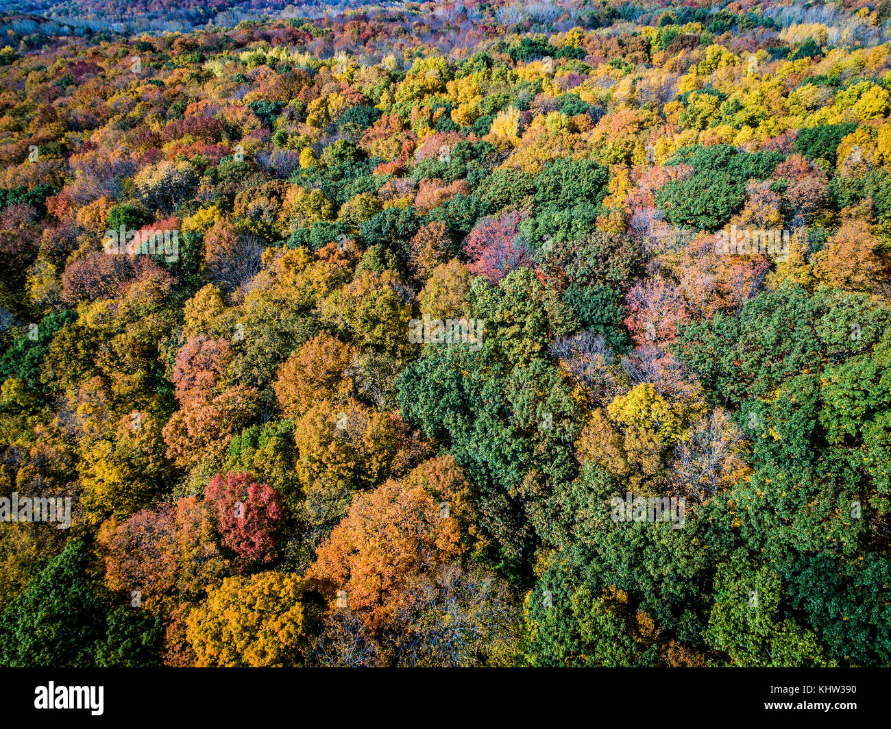 Luftaufnahme der Wald im Herbst lebendige Farben Stockfoto