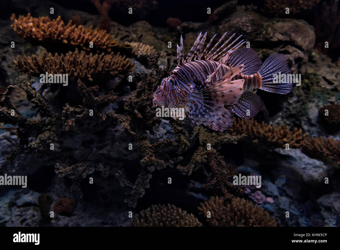 Lionfish, ein giftiger Meeresfisch Stockfoto