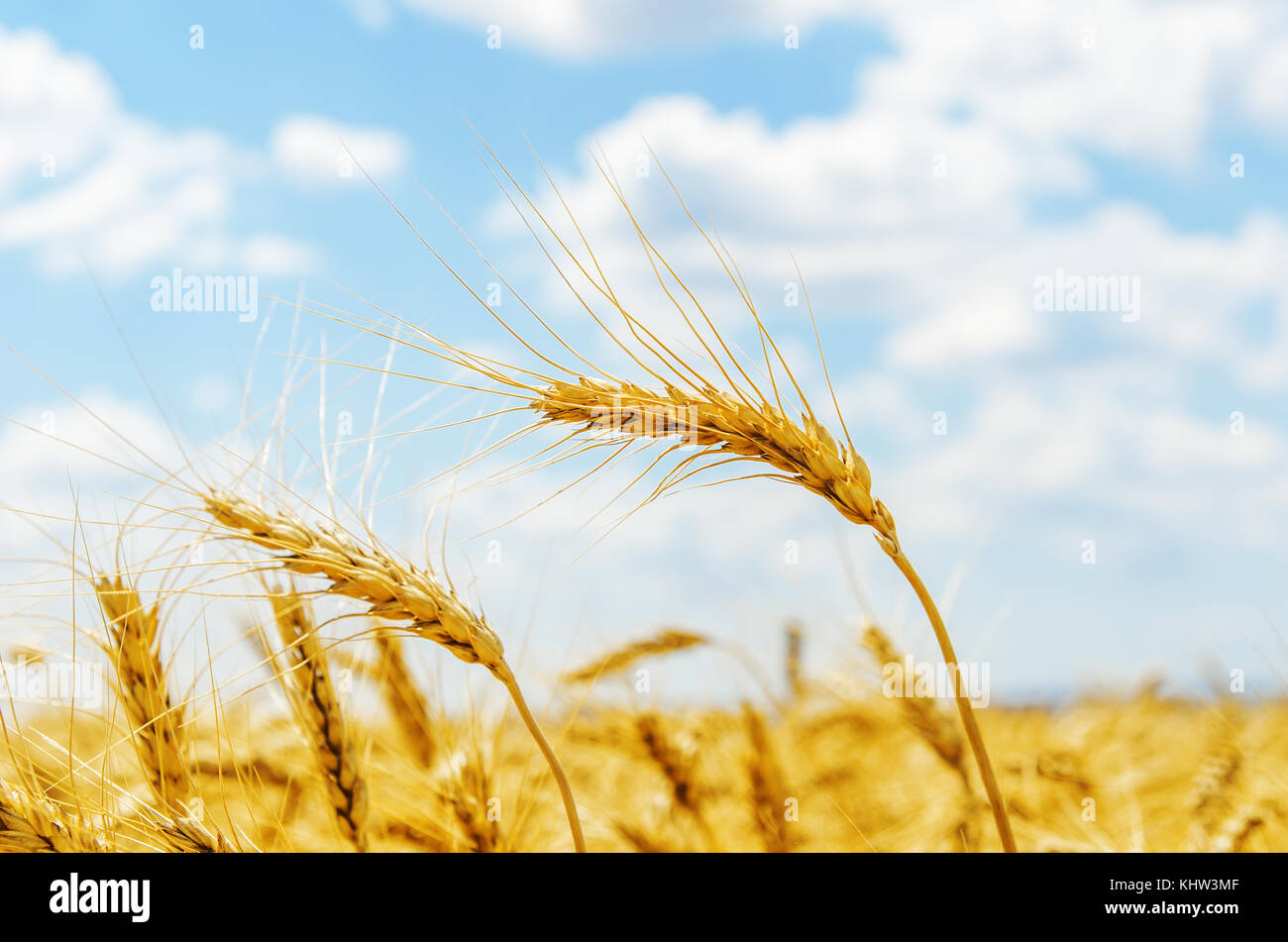 Goldene Ernte auf dem Feld. Soft Focus Stockfoto