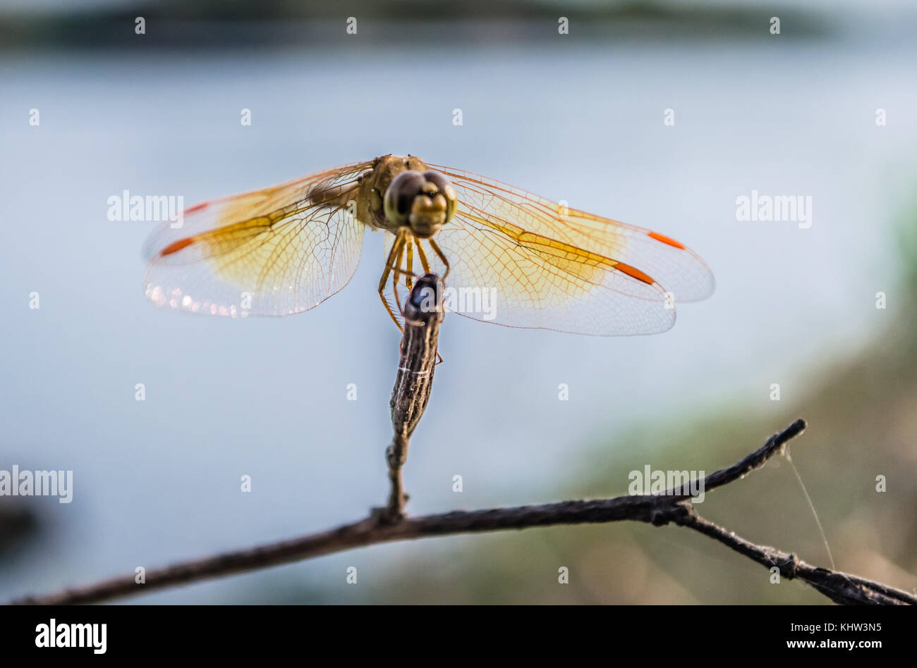 Nahaufnahme der Hubschrauber bug sitzt auf einem Zweig Stockfoto